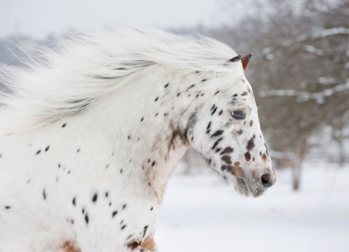 Fototapeta Kucyk appaloosa portret