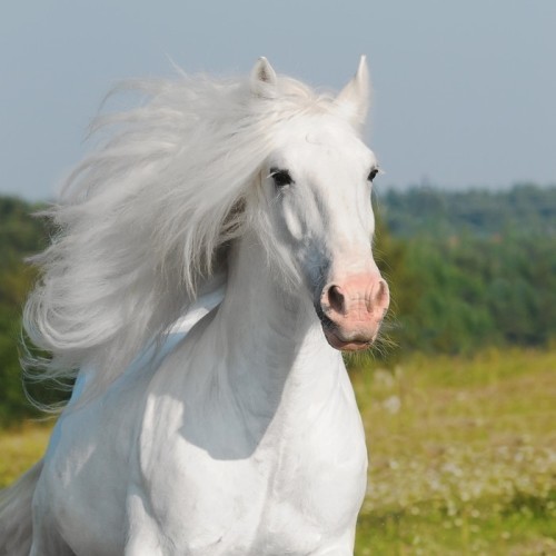 Fototapeta Uruchomić biały koń galop