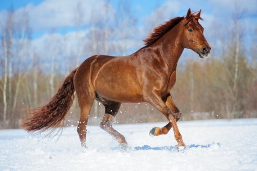 Fototapeta Kasztanowca działa galop w zimie