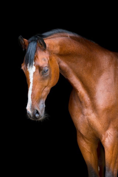 Fototapeta Głowa konia Brown samodzielnie na czarny, koń Holstein.