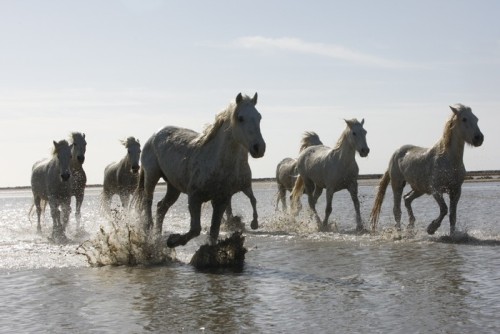Fototapeta Camargue białego konia