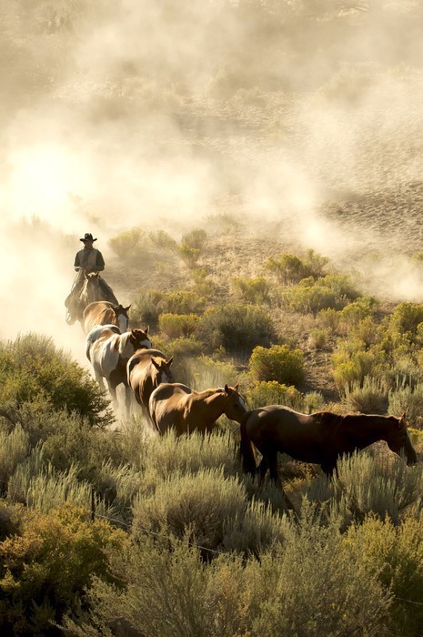 Fototapeta Pojedyncze cowboy przewodnią linię koni przez pustynię