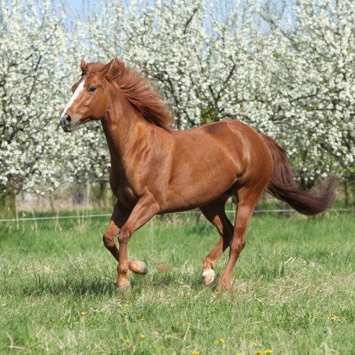 Fototapeta Quarter Horse uruchomiony przed kwitnących drzew
