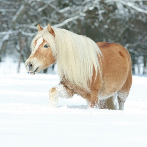 Fototapeta Ładny haflinger z długim prowadzeniem Grzywa w śniegu