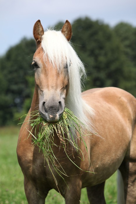 Fototapeta Portret ładny jedzenia trawy Haflinger