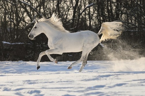 Fototapeta Koń biały ogier galop run