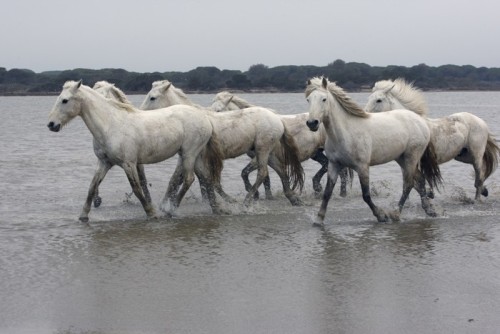Fototapeta Camargue białego konia