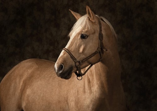 Fototapeta Palomino horse
