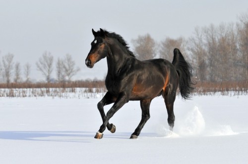 Fototapeta Bay Horse w zimie