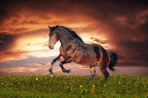 Fototapeta Piękny brązowy koń działa galop