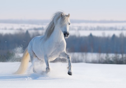 Fototapeta Szary Welsh pony