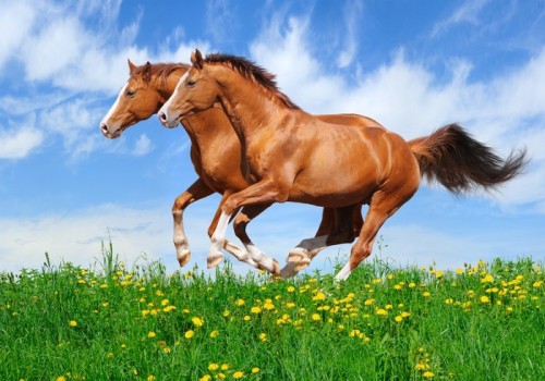 Fototapeta Dwa ogiery galop w terenie