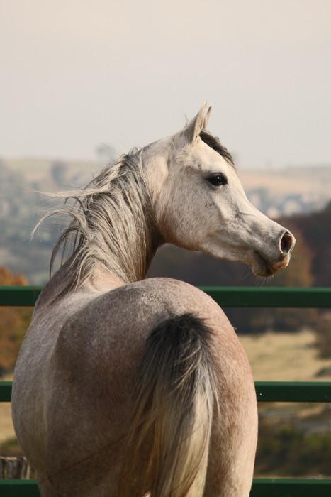 Fototapeta Cheval pur śpiewał Arabe - Arabian Horse