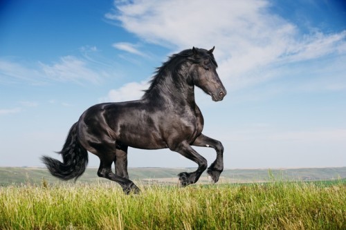 Fototapeta Piękny czarny koń działa galop
