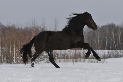 Fototapeta Czarny koń działa galop na śniegu