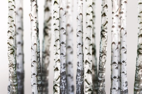 Fototapeta Naturalne tło - brzoza - tapety