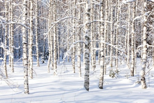 Fototapeta Snowy pni brzozy