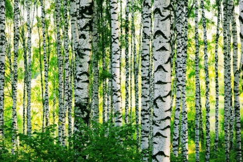 Fototapeta Las brzozowy