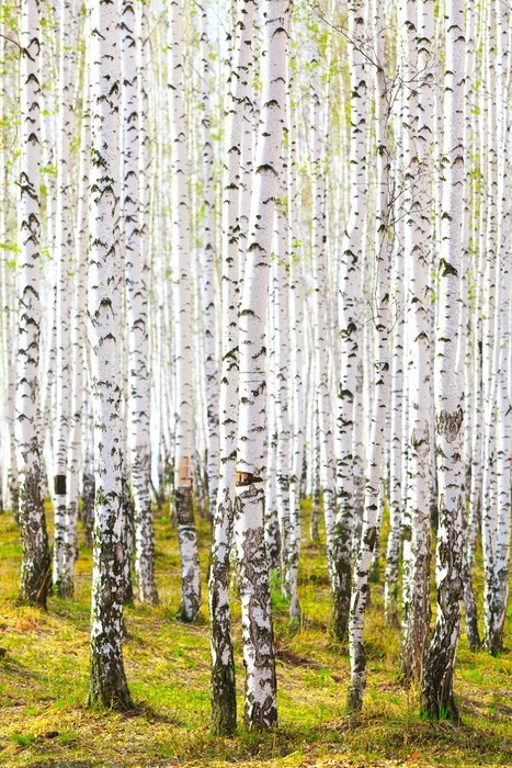 Fototapeta Wiosna w lesie brzozy