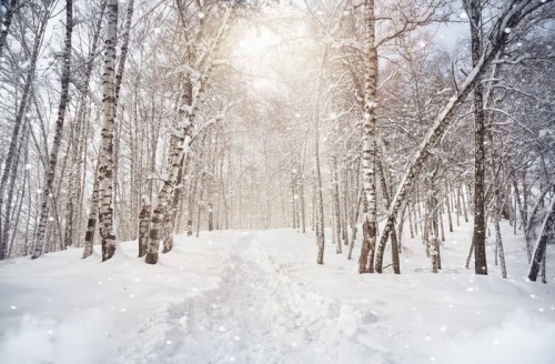 Fototapeta Zima birchwood