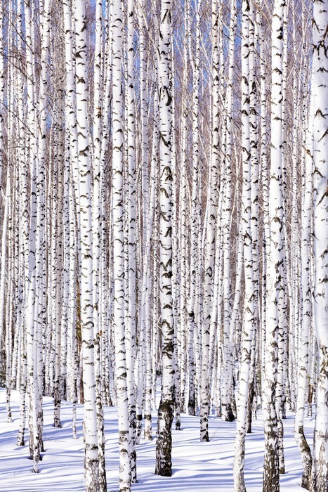 Fototapeta Brzozowy las Winter - serenity zima. Idealnie pasuje do Calenda