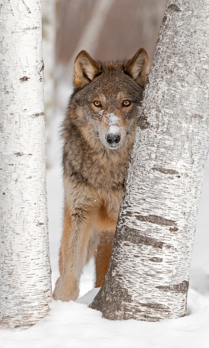Fototapeta Grey Wolf (Canis lupus) Wygląda Between Two Brzozy