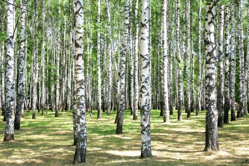 Fototapeta Brzozy