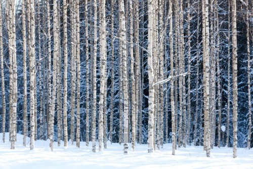 Fototapeta Snowy brzozy