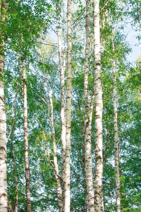 Fototapeta Brzoza