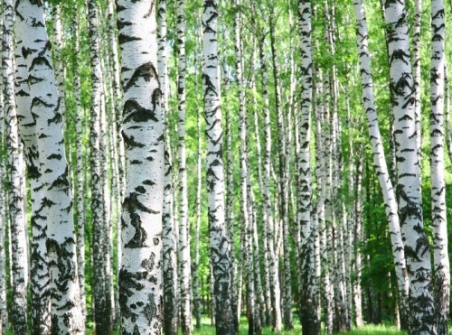 Fototapeta Pni brzozy na wiosnę