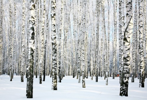 Fototapeta Winter brzozowy las