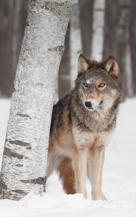 Fototapeta Wilk (Canis lupus) Peers okolicy Birch Tree