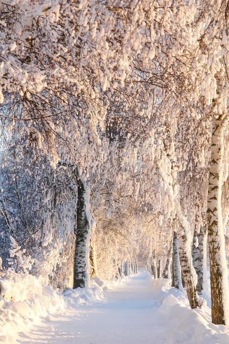 Fototapeta Snowy, Słoneczny Ścieżka Brzoza III