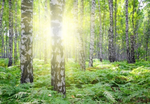 Fototapeta Brzozowe lasy z letniego słońca
