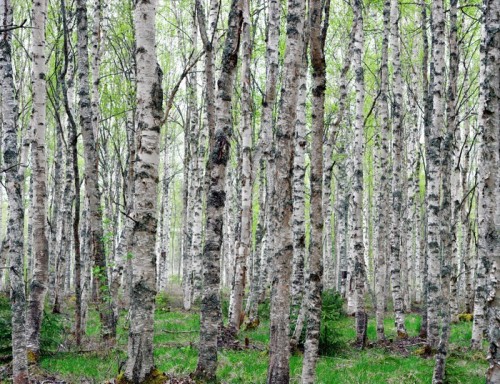 Fototapeta Tło brzozy