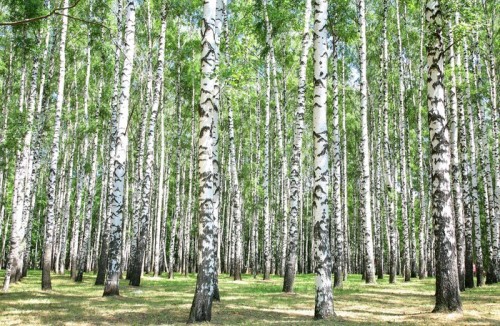 Fototapeta Brzozowy gaj w lipcu
