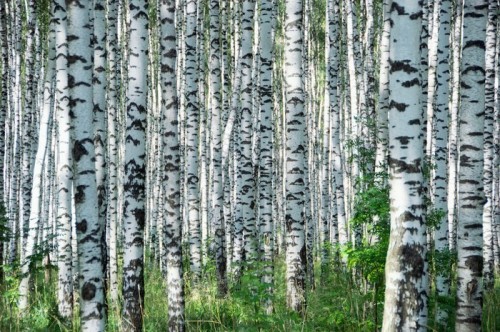 Fototapeta Birchwood w słoneczny dzień