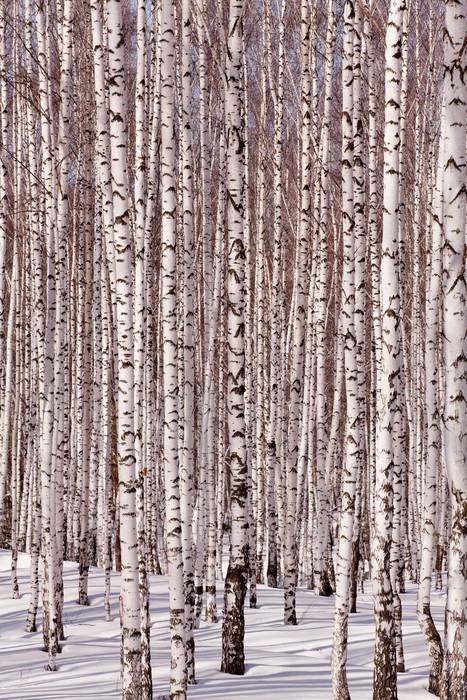 Fototapeta Brzozowy las