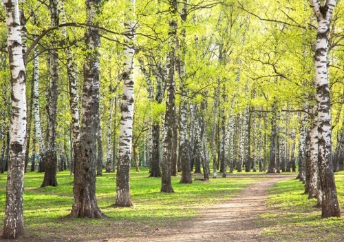 Fototapeta Wieczór słoneczna wiosna brzoza park z pierwszych zielonych maja