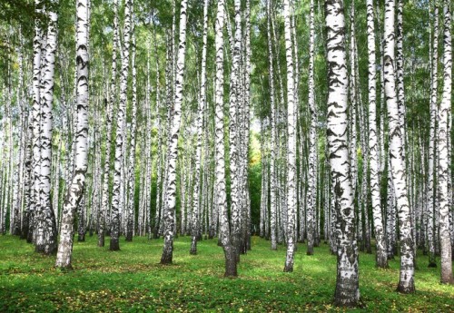 Fototapeta Pierwsze dni jesieni w brzozowy las