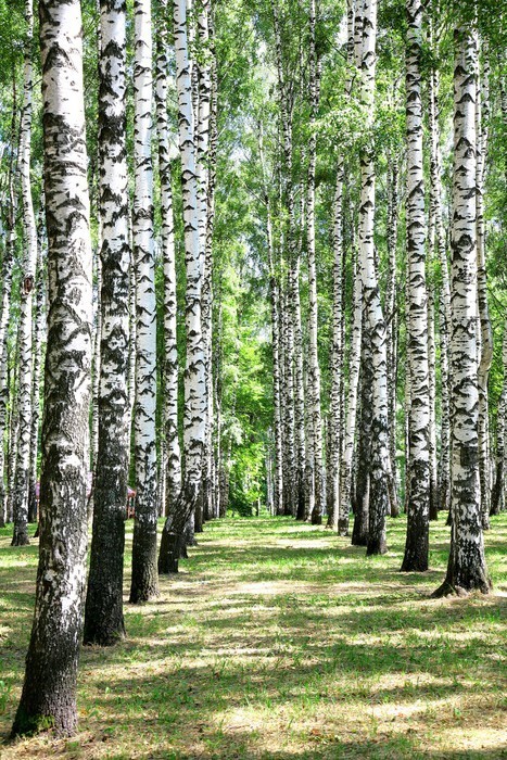 Fototapeta Aleja w lipcu brzozowego gaju