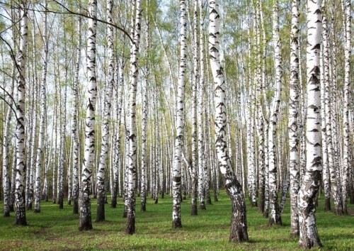 Fototapeta Las wiosną
