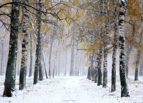 Fototapeta Pierwszy śnieg w parku brzozy