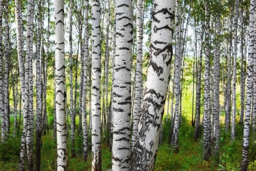 Fototapeta Las brzozowy