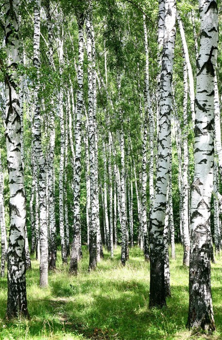 Fototapeta Ścieżka w słoneczny letni brzozowy zagajnik w lipcu