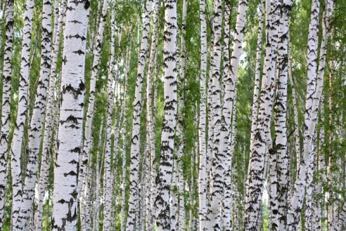 Fototapeta Drewna brzozowego Lato