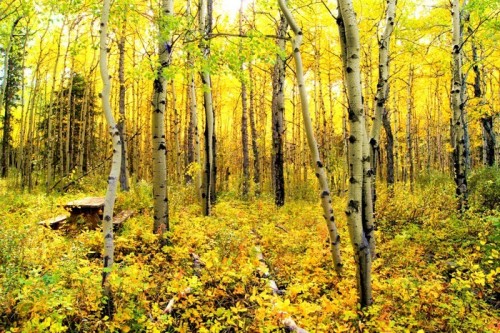Fototapeta Żywe kolory lasu osikowego alpejskim w kanadyjskich Rockies