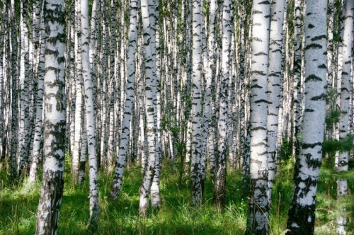 Fototapeta Birchwood w słoneczny dzień