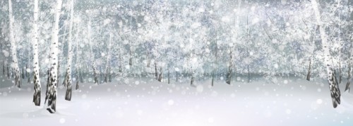 Fototapeta Zima śnieżny krajobraz, brzozowy las.