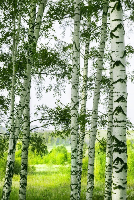Fototapeta Las brzozowy